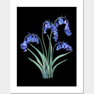 English Bluebell Posters and Art